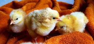 chicks - itsuckstogrowup