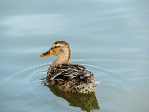 This is a duck. I intended for something a little more fitting, but this way the first result to my query.