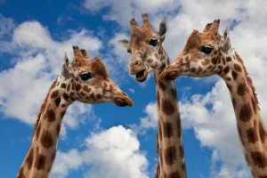 I mean, it's a good picture. They're giraffes, they just want to eat leaves and shit. 